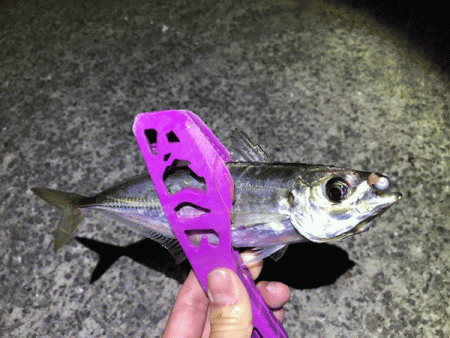 瀬戸内アジング(2019-5)