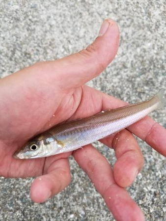 ファミリー豆アジ爆釣り