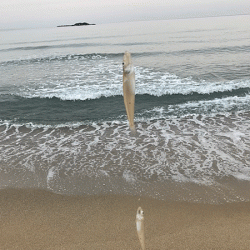 姫路キス釣り（2019-2）