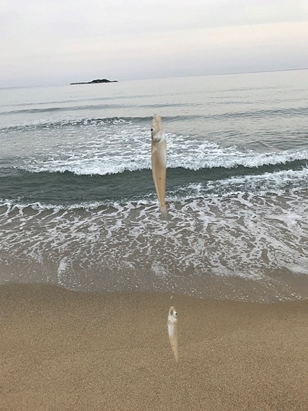 姫路キス釣り（2019-2）