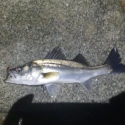 会社帰りのちょい釣り