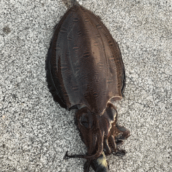 姫路エギングとキス釣り