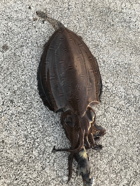 姫路エギングとキス釣り