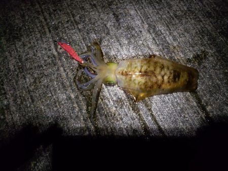 エギングで初のアオリイカ(^^)d