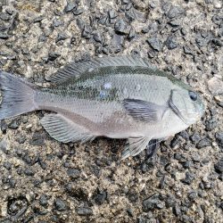 ラッキーなお土産