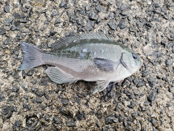 ラッキーなお土産