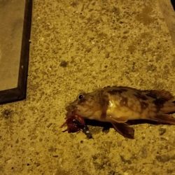 ナイトゲームでナイスゲーム