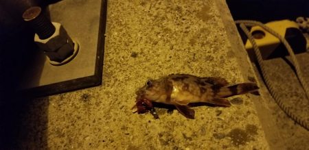 ナイトゲームでナイスゲーム