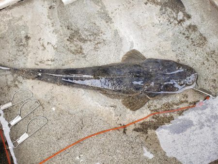 初ウェーディング