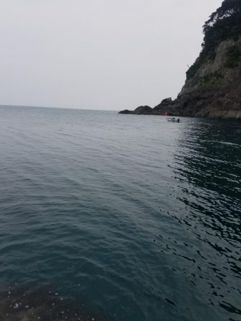 今年初のアコウが釣れました