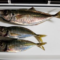 香川の尺アジ