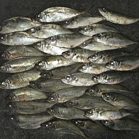 小雨アジング！