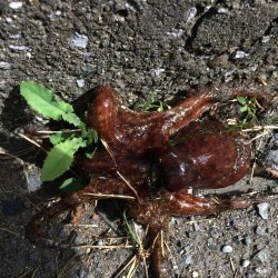 オクトパッシング3連勝!