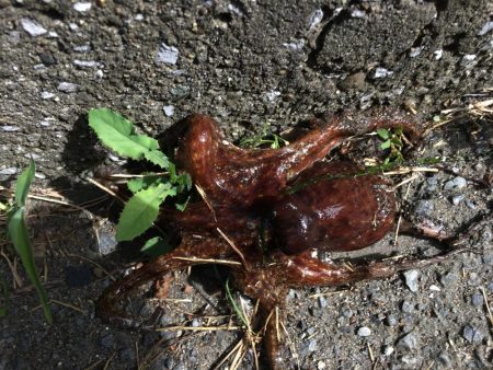 オクトパッシング3連勝!