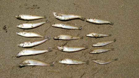 キス釣り釣行　由良川河口（左岸）