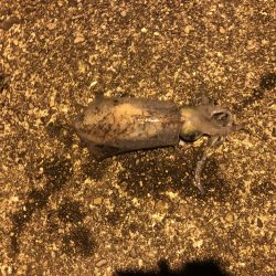 またもや二キロ越えか！？