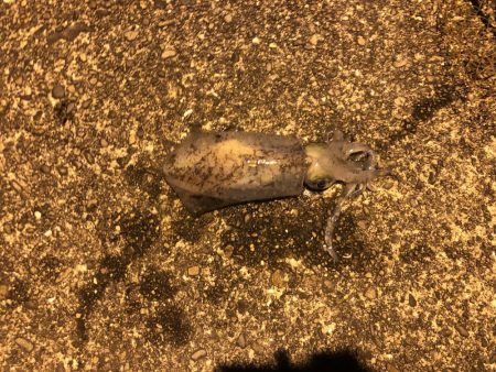 またもや二キロ越えか！？