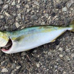 ジグサビキにて