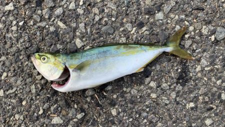 ジグサビキにて