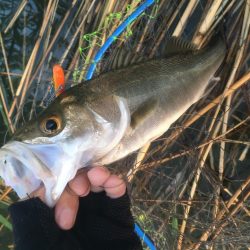 淀のハクパターン