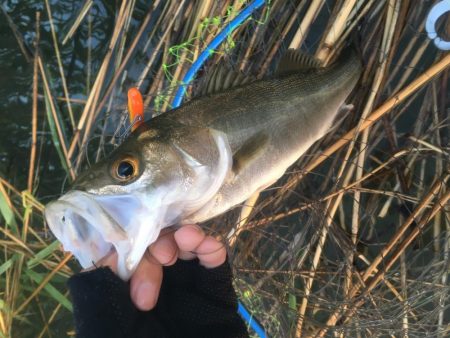 淀のハクパターン