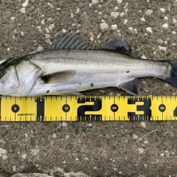 モンスターは何処へ？