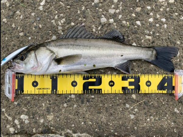 モンスターは何処へ？