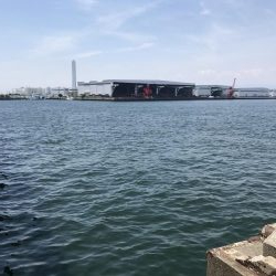 ツバス湧いてます