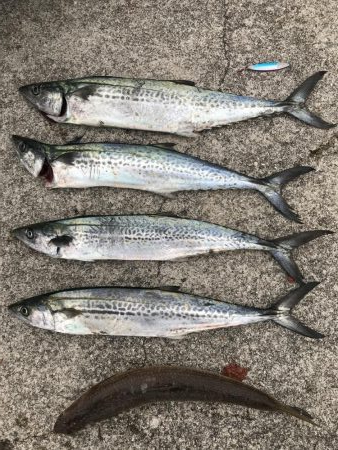 エソからのサゴシが連発、漁港内で有名に&#…