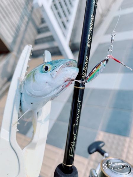 スーパーライトショア