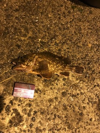 豆アジでカサゴ