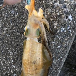 ベイトのサイズに合わせて