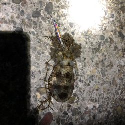 ナイトエギング