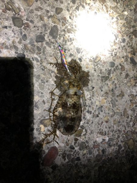 ナイトエギング