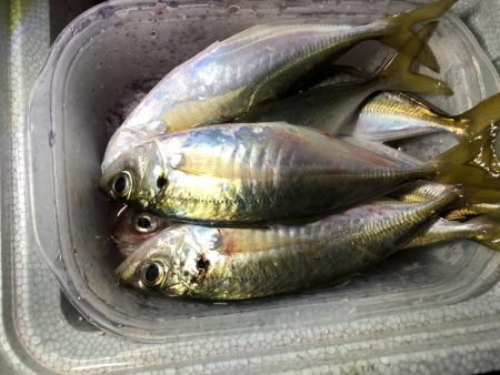 りんくう公園で投げサビキ