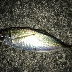 アジングで満足