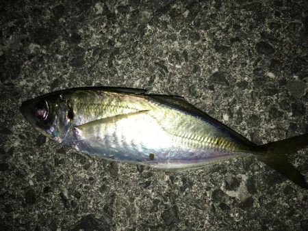 アジングで満足