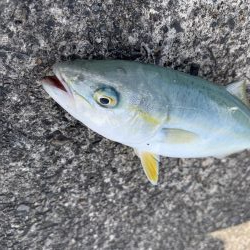 雨上がりライトショアジギング