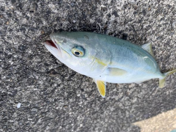 雨上がりライトショアジギング