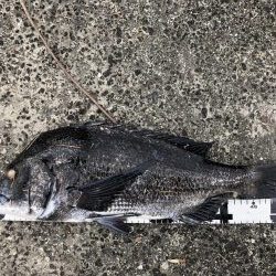 イチノ兄弟、釣果！