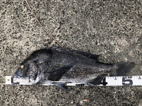 イチノ兄弟、釣果！