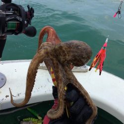 明石タコ   釣果
