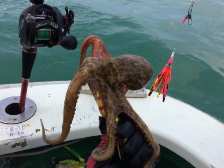 明石タコ   釣果