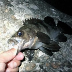 メバル狙いでアジがキタ！