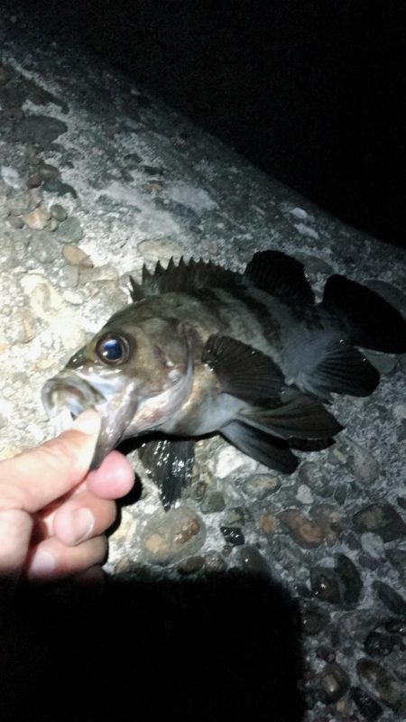 メバル狙いでアジがキタ！