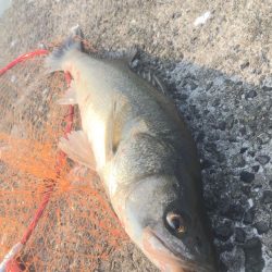 南西風と濁りが吉