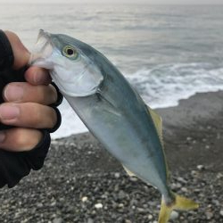 七里御浜ショアジギング