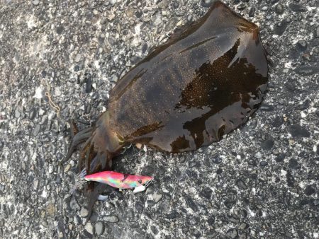 なんとか一杯。