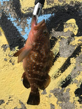 サビキでアコウ！