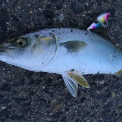 ツバスでっかくなってきた